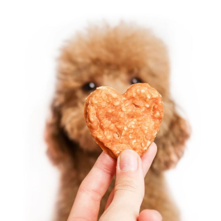 Guía básica para mejorar la alimentación de tu perro