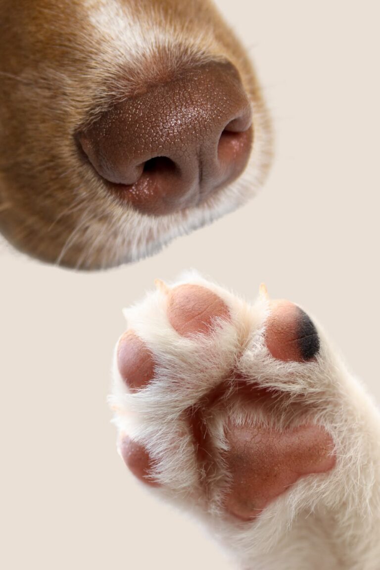 Beneficios de la comida natural para mascotas